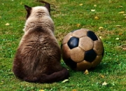 开云棋牌下载-波尔图险胜拜仁，莱万扑点救主西甲，精彩瞬间引爆球迷激情